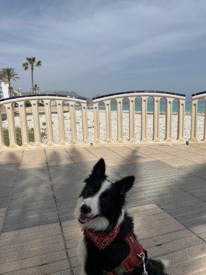 Imagen 2 de la mascota