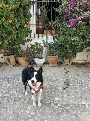 Imagen 3 de la mascota