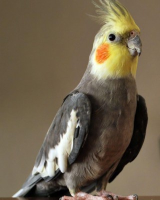Imagen Silver