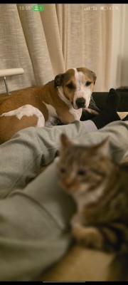 Imagen 3 de la mascota