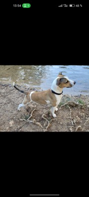 Imagen 4 de la mascota