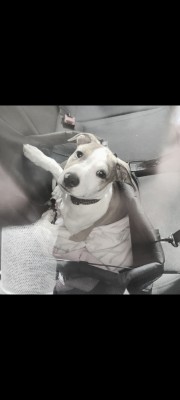 Imagen 5 de la mascota